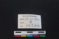 梅花鹿骨藏品圖，第3張