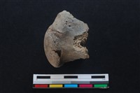 梅花鹿骨藏品圖，第1張