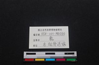 梅花鹿骨藏品圖，第3張