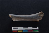 梅花鹿骨藏品圖，第1張