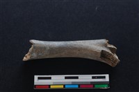 梅花鹿骨藏品圖，第2張