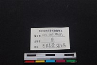 梅花鹿骨藏品圖，第3張