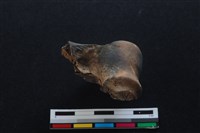 梅花鹿骨藏品圖，第1張