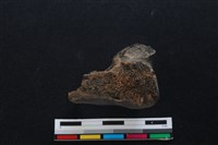 梅花鹿骨藏品圖，第2張