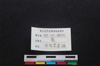 梅花鹿骨藏品圖，第3張