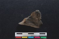 梅花鹿骨藏品圖，第1張