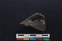 梅花鹿骨藏品圖，第2張