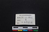 梅花鹿骨藏品圖，第3張