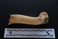 梅花鹿骨藏品圖，第1張