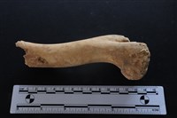 梅花鹿骨藏品圖，第2張