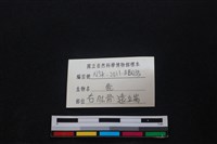 梅花鹿骨藏品圖，第3張