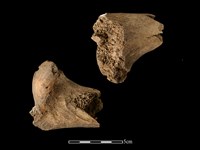 梅花鹿骨藏品圖，第1張