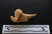 梅花鹿骨藏品圖，第1張