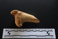 梅花鹿骨藏品圖，第2張