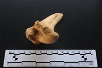 梅花鹿骨藏品圖，第3張