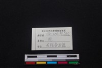 梅花鹿骨藏品圖，第4張