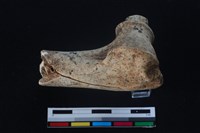 梅花鹿骨藏品圖，第1張