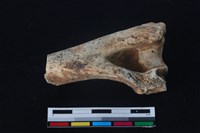 梅花鹿骨藏品圖，第2張