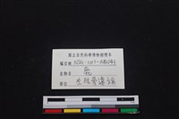 梅花鹿骨藏品圖，第3張