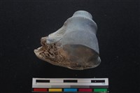 梅花鹿骨藏品圖，第1張