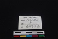 梅花鹿骨藏品圖，第3張