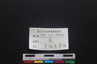 梅花鹿骨藏品圖，第3張
