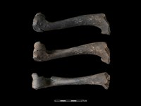 梅花鹿骨藏品圖，第1張