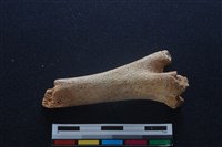 梅花鹿骨藏品圖，第1張