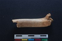 梅花鹿骨藏品圖，第2張