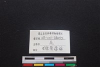 梅花鹿骨藏品圖，第3張