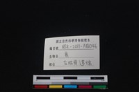 梅花鹿骨藏品圖，第3張