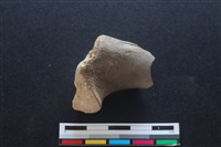 梅花鹿骨藏品圖，第1張