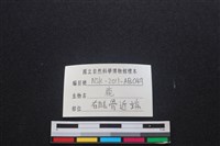 梅花鹿骨藏品圖，第3張