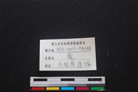 梅花鹿骨藏品圖，第3張