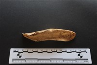 梅花鹿骨藏品圖，第2張