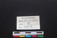 梅花鹿骨藏品圖，第3張