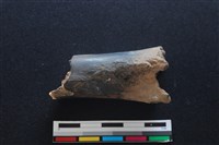 梅花鹿骨藏品圖，第1張