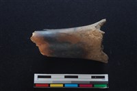 梅花鹿骨藏品圖，第2張