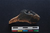 梅花鹿骨藏品圖，第2張