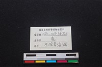 梅花鹿骨藏品圖，第3張