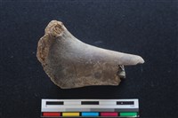 梅花鹿骨藏品圖，第1張