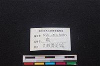 梅花鹿骨藏品圖，第3張