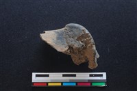 梅花鹿骨藏品圖，第1張