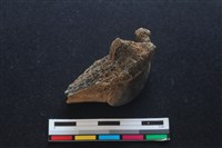 梅花鹿骨藏品圖，第2張