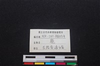 梅花鹿骨藏品圖，第3張