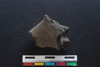 梅花鹿骨藏品圖，第2張