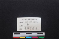 梅花鹿骨藏品圖，第3張