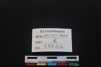 梅花鹿骨藏品圖，第3張