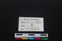 梅花鹿骨藏品圖，第3張