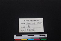 梅花鹿骨藏品圖，第3張